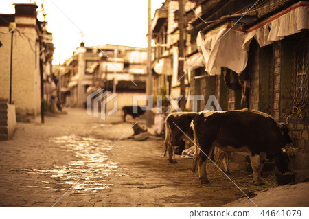 cow in a cattle yard near the house 44641079