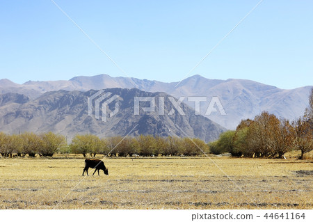 mountain landscape of the cliff in the Himalayas 44641164