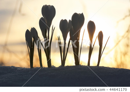 The first snowdrops on the spring meadow The first snowdrops on the spring meadow 44641170