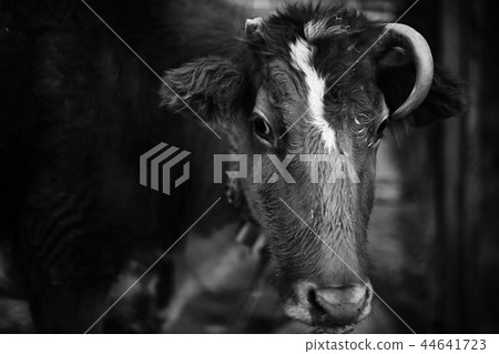 cow in a poor peasant farm 44641723