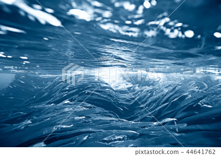 laminaria sea kale underwater photo ocean reef salt water 44641762