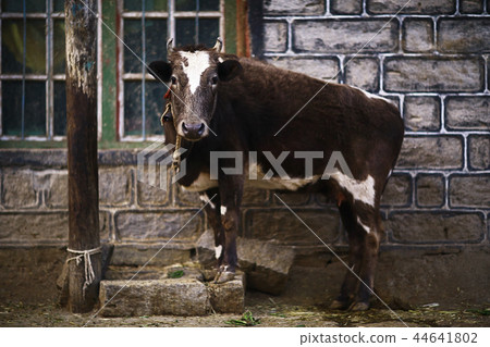 cow in a poor peasant farm 44641802