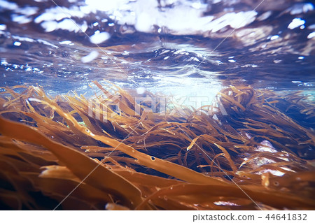 laminaria sea kale underwater photo ocean reef salt water 44641832