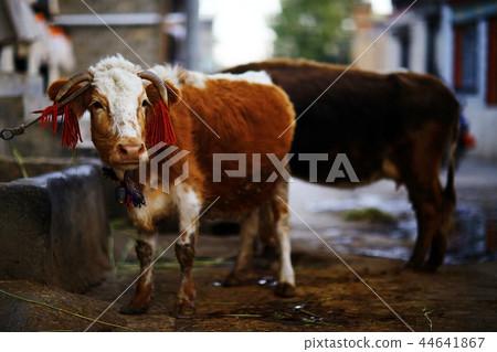 cow in a cattle yard near the house 44641867