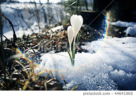 snowdrops first white crocus wild flowers spring snow snowdrops first white crocus wild flowers spring snow 44641868