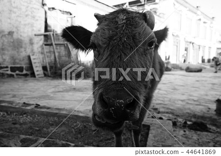 cow portrait on a farm cow portrait on a farm 44641869