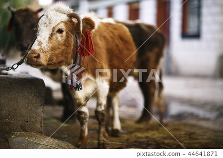 cow in a poor peasant farm 44641871