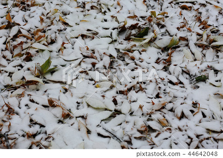 winter texture frost branches leaves background winter texture frost branches leaves background 44642048