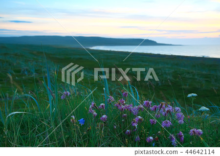 landscape tundra / summer landscape in the north tundra, moss, ecosystem 44642114