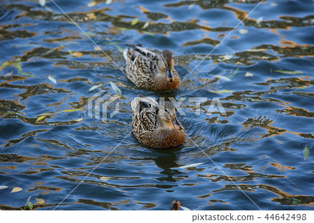 water ducks wild nature animal water ducks wild nature animal 44642498