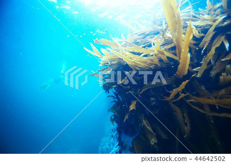 sea water texture, underwater background sea water texture, underwater background 44642502