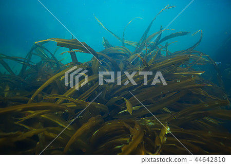 underwater landscape underwater landscape 44642810