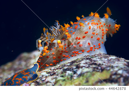 nudibranch clam underwater photo macro nudibranch clam underwater photo macro 44642878