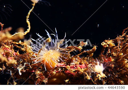 colony of sea anemones under water corals colony of sea anemones under water corals 44643590