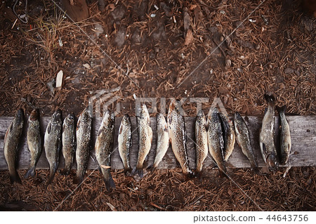 catch river trout / cleared river trout, caught on the shore catch river trout / cleared river trout, caught on the shore 44643756