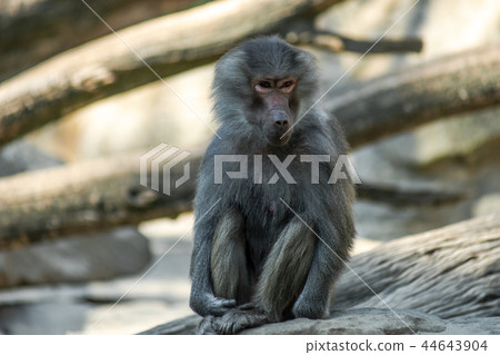 Portrait of monkey sitting alone on the tree 44643904