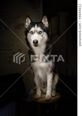 Siberian husky Studio art portrait. 44644011