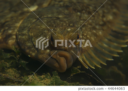 sea fish underwater macro photo sea fish underwater macro photo 44644063