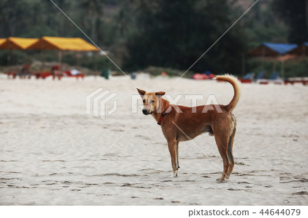 Dogs playing on the seashore Dogs playing on the seashore 44644079