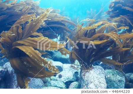 laminaria sea kale underwater photo ocean reef salt water laminaria sea kale underwater photo ocean reef salt water 44644220