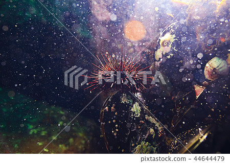 underwater landscape underwater landscape 44644479