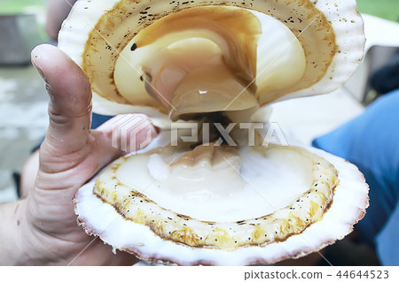 scallop shell sea food scallop shell sea food 44644523
