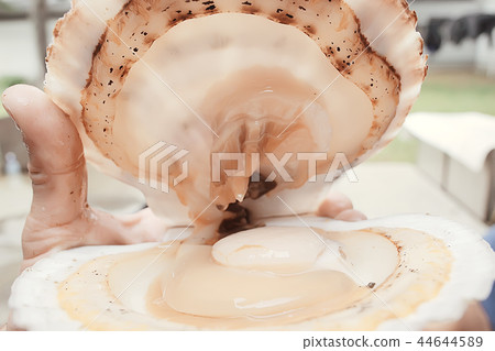 scallop shell sea food scallop shell sea food 44644589