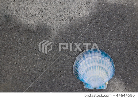 scallop shell sea food scallop shell sea food 44644590