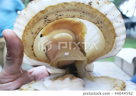 scallop shell sea food scallop shell sea food 44644592