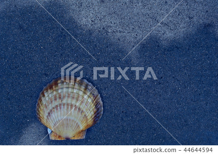 scallop shell sea food scallop shell sea food 44644594