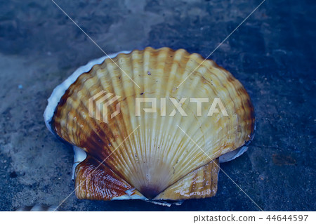 scallop shell sea food scallop shell sea food 44644597