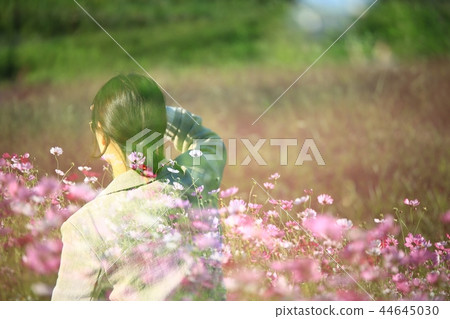 Pink mulley Pink Muhly, Pink mulley, Western reed, Plants, Multi shoot, Composite photo 44645030