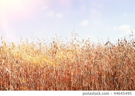 oats in the field yellow background oats in the field yellow background 44645495
