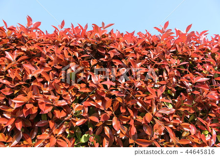 Benika Benika 44645816