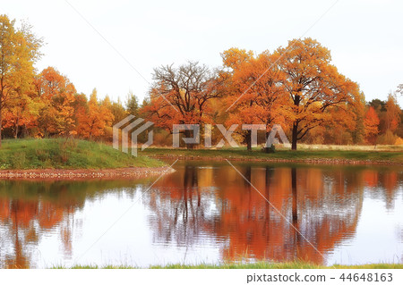 pond in an autumn park / landscape by the water in autumn forest, reflections of autumn trees and twigs the water of a cold pond. Fallen leaves water. Leaf fall on a pond city park 44648163