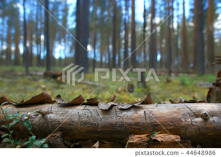 landscape pine forest / taiga, virgin forest, landscape nature summer 44648986