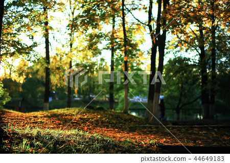 Sunny weather in autumn park 44649183