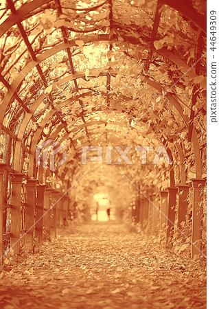 sepia. landscape in the autumn park / monochrome image of trees and alley in the city park. Black and white poster, orange landscape autumn walk Indian summer. Warm tones of autumn forest November sepia. landscape in the autumn park / monochrome image of trees and alley in the city park. Black and white poster, orange landscape autumn walk Indian summer. Warm tones of autumn forest November 44649309