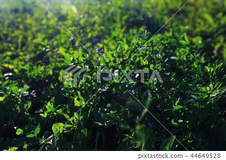 Autumn forest with multicolored foliage Autumn forest with multicolored foliage 44649528