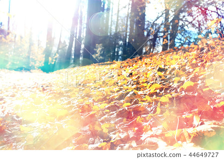 autumn forest landscape / yellow forest, trees and leaves October landscape in the park autumn forest landscape / yellow forest, trees and leaves October landscape in the park 44649727