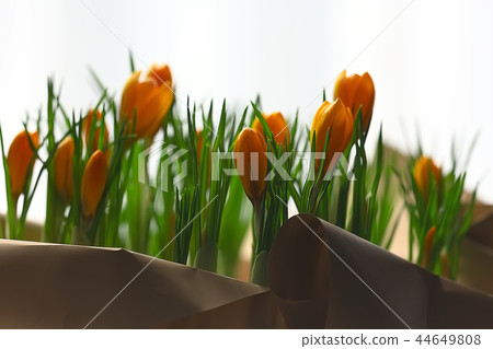 bouquet of spring wild flowers yellow background / crocuses in a beautiful spring bouquet, female gift, background with flowers 44649808