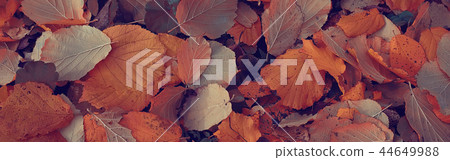long narrow background autumn leaves / yellow fallen autumn leaves, background texture of fallen leaves in October.long narrow background autumn leaves / yellow fallen autumn leaves, background texture of fallen leaves in October. 44649988
