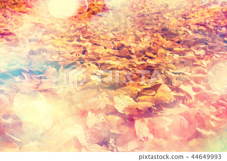 autumn leaves rays of sun background / sunny autumn day background, beautiful autumn leaves in sunlight autumn leaves rays of sun background / sunny autumn day background, beautiful autumn leaves in sunlight 44649993