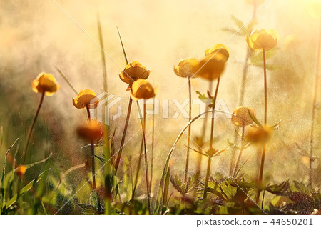 nature background flowers yellow / beautiful spring nature photo, tinted vintage flowers design nature background flowers yellow / beautiful spring nature photo, tinted vintage flowers design 44650201