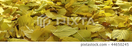 long narrow background autumn leaves / yellow fallen autumn leaves, background texture of fallen leaves in October.long narrow background autumn leaves / yellow fallen autumn leaves, background texture of fallen leaves in October. long narrow background autumn leaves / yellow fallen autumn leaves, background texture of fallen leaves in October.long narrow background autumn leaves / yellow fallen autumn leaves, background texture of fallen leaves in October. 44650245