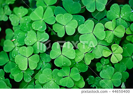 background green shamrock/ nature background, fresh green juicy color, shamrock plant background green shamrock/ nature background, fresh green juicy color, shamrock plant 44650400