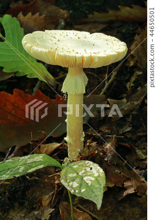 Dokutsurukae Miyako floor wetlands that grow on Nara forest floor Minamiaizucho, Fukushima 44650501