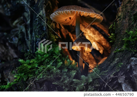 small mushrooms macro / nature forest, strong increase in poisonous mushrooms mold 44650790