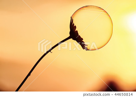 soap bubble petal / concept nature air purity, air bubble on a flower petal soap bubble petal / concept nature air purity, air bubble on a flower petal 44650814