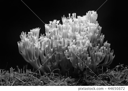 coral mushroom / macro mushroom beautiful nature photo forest coral mushroom / macro mushroom beautiful nature photo forest 44650872